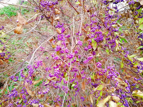 1593743602487247.jpg 三_副本.jpg